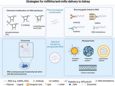 Non-coding RNAs as potential biomarkers and therapeutic targets in polycystic kidney disease